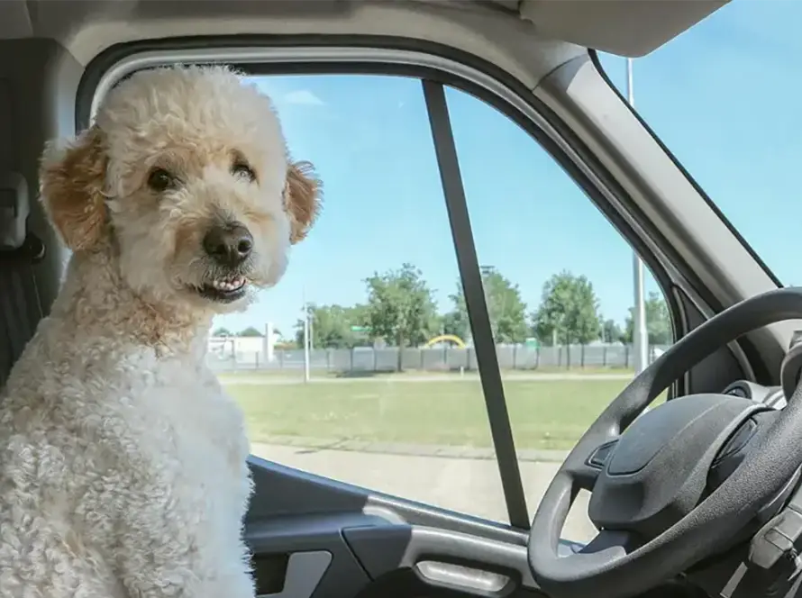 White poodle dog sitting in drivers seat in an RV