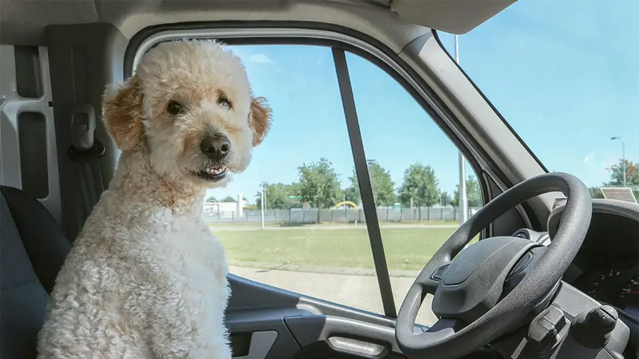 White poodle dog sitting in drivers seat in an RV